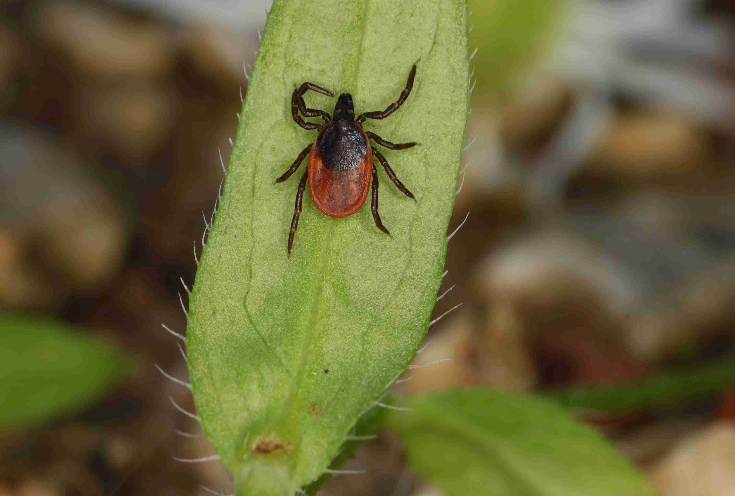 kliste