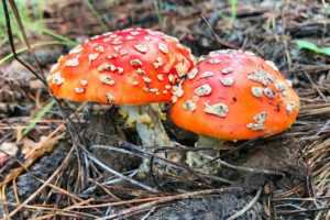 mushrooms forest moss nature red 5207823