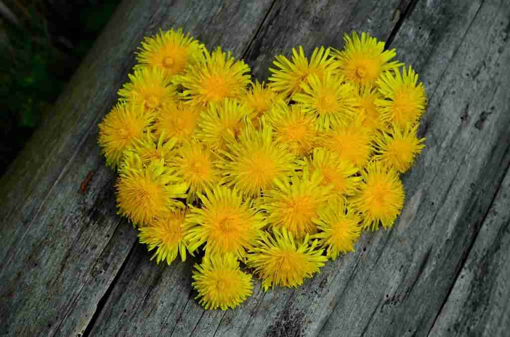 plant wood dandelion leaf flower petal 882336 pxhere.com