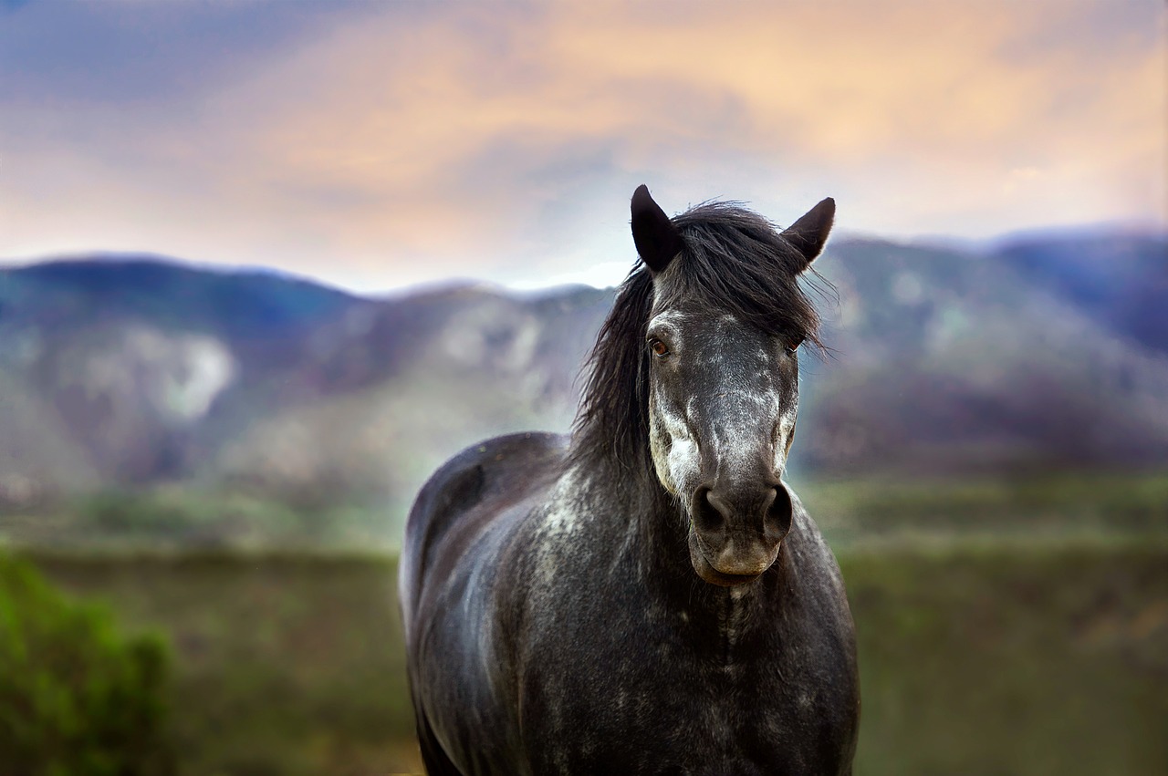 horse animal outdoors rural 1911400