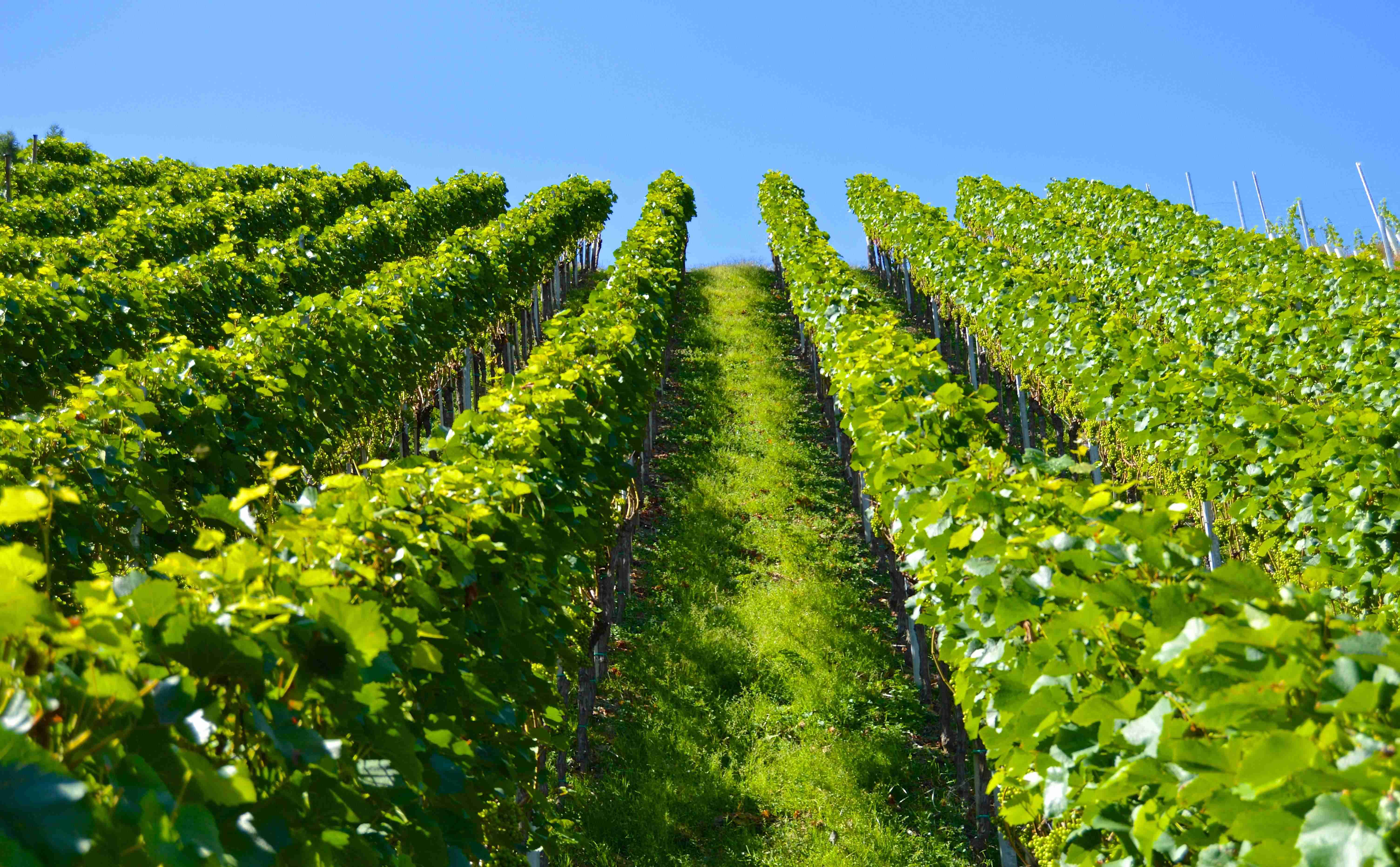 vineyard 1612092