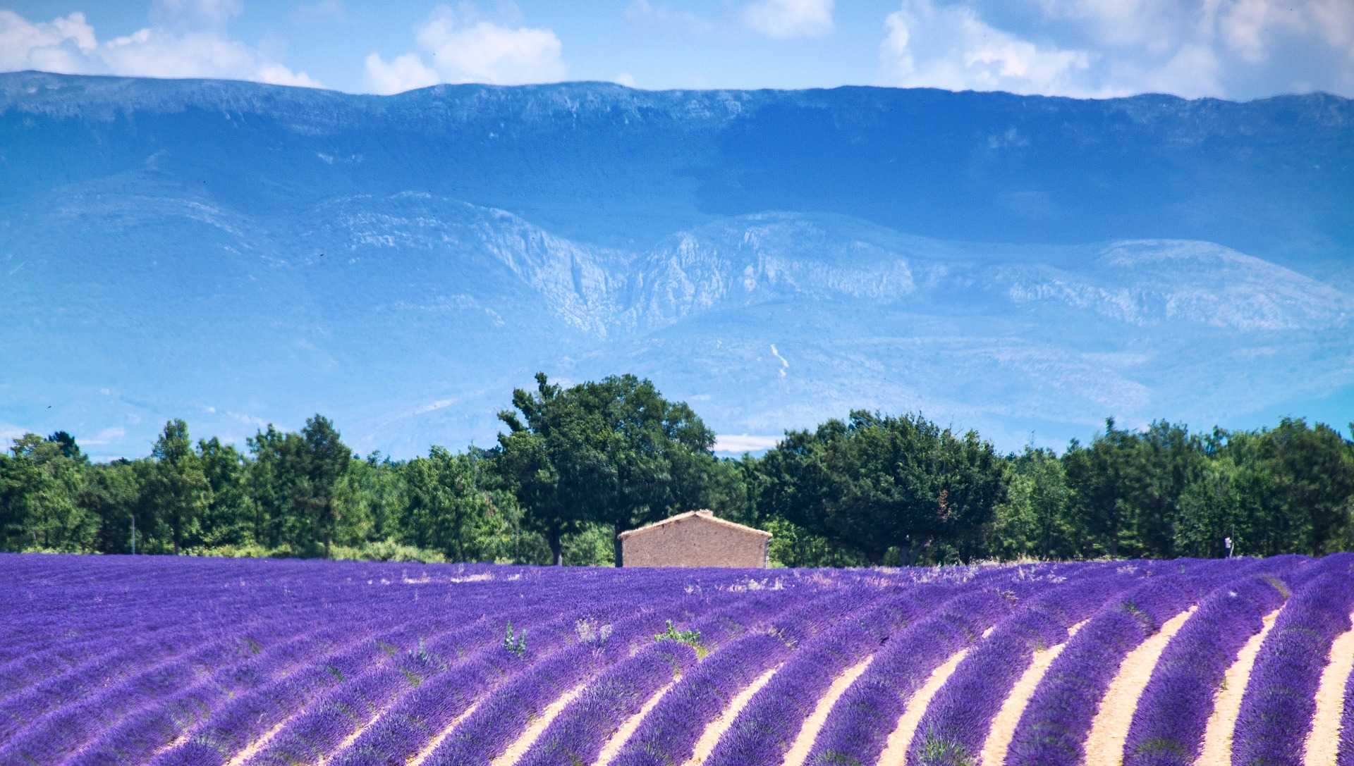 valensole 3925067 1920