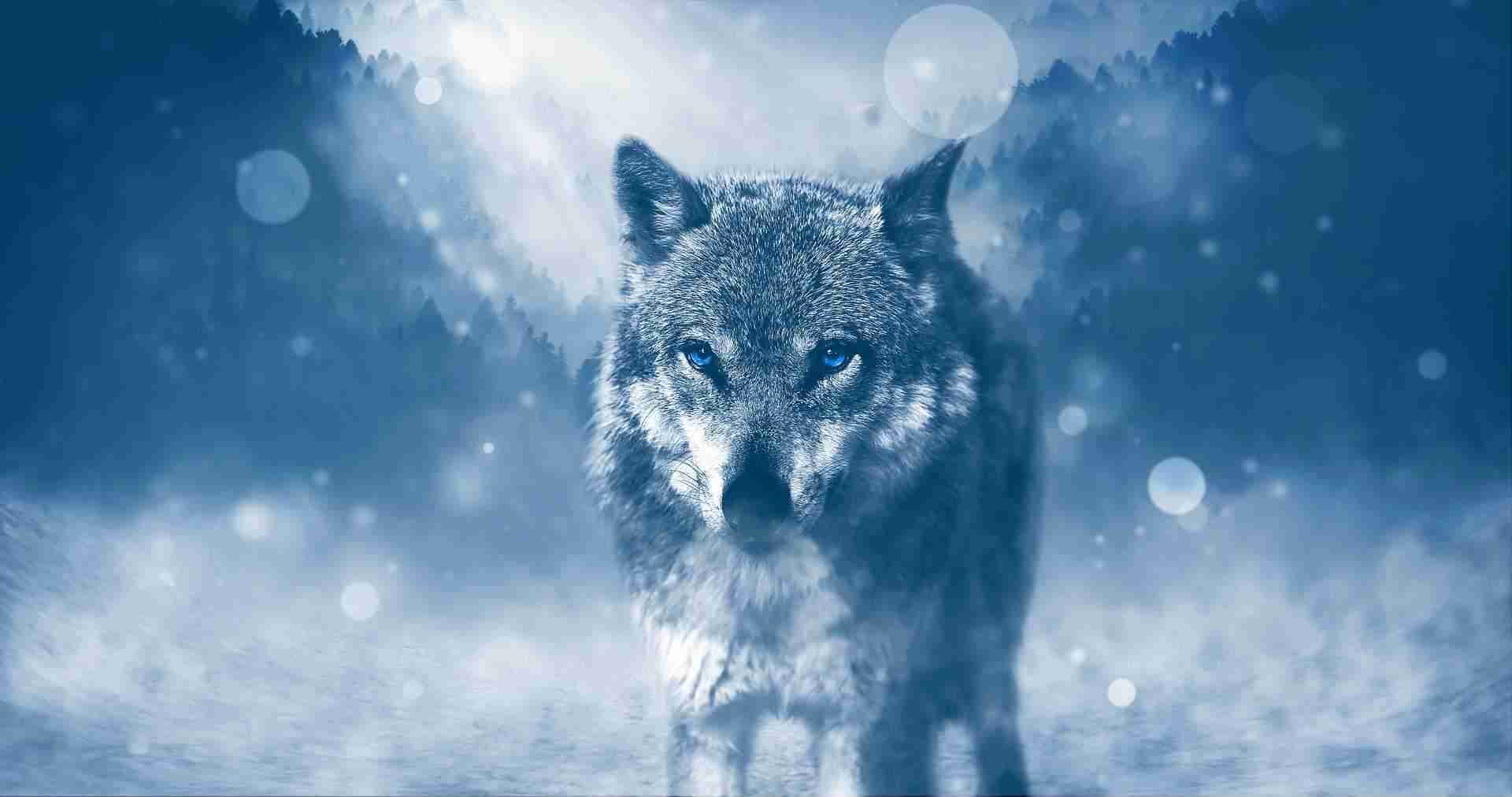 wolf 1836875 1920