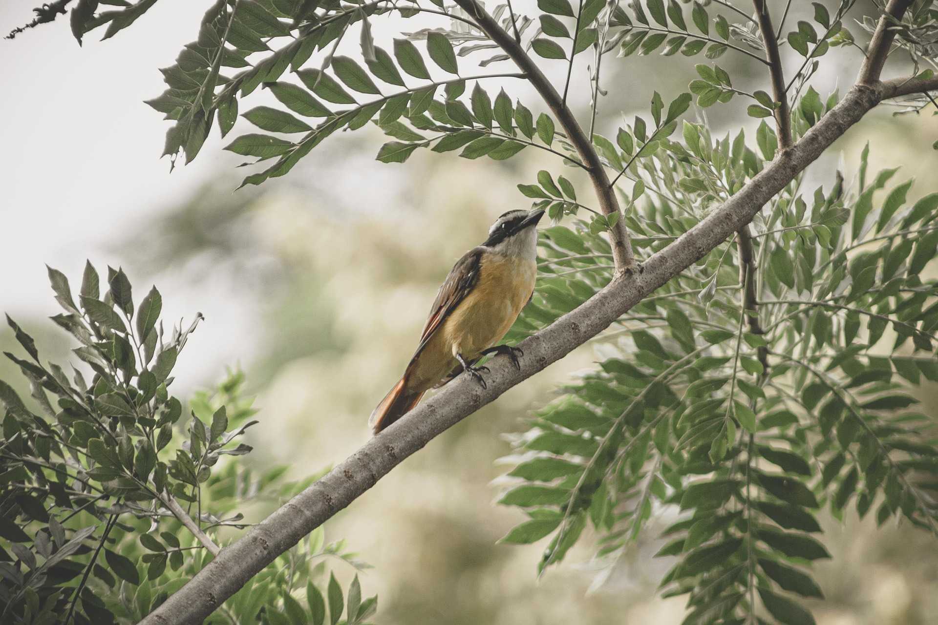 bird 6602049 1920