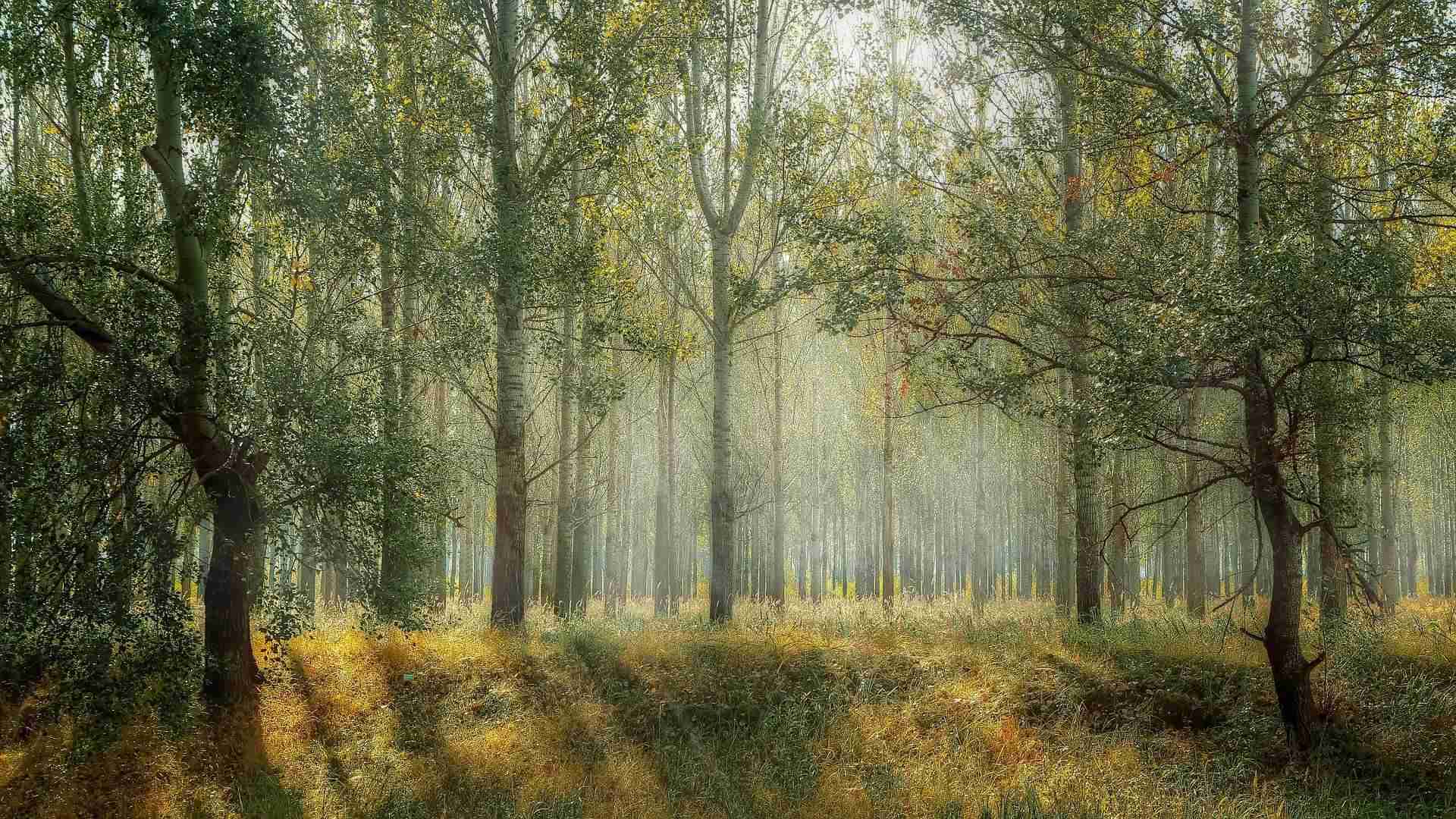 forest 1072828 1920
