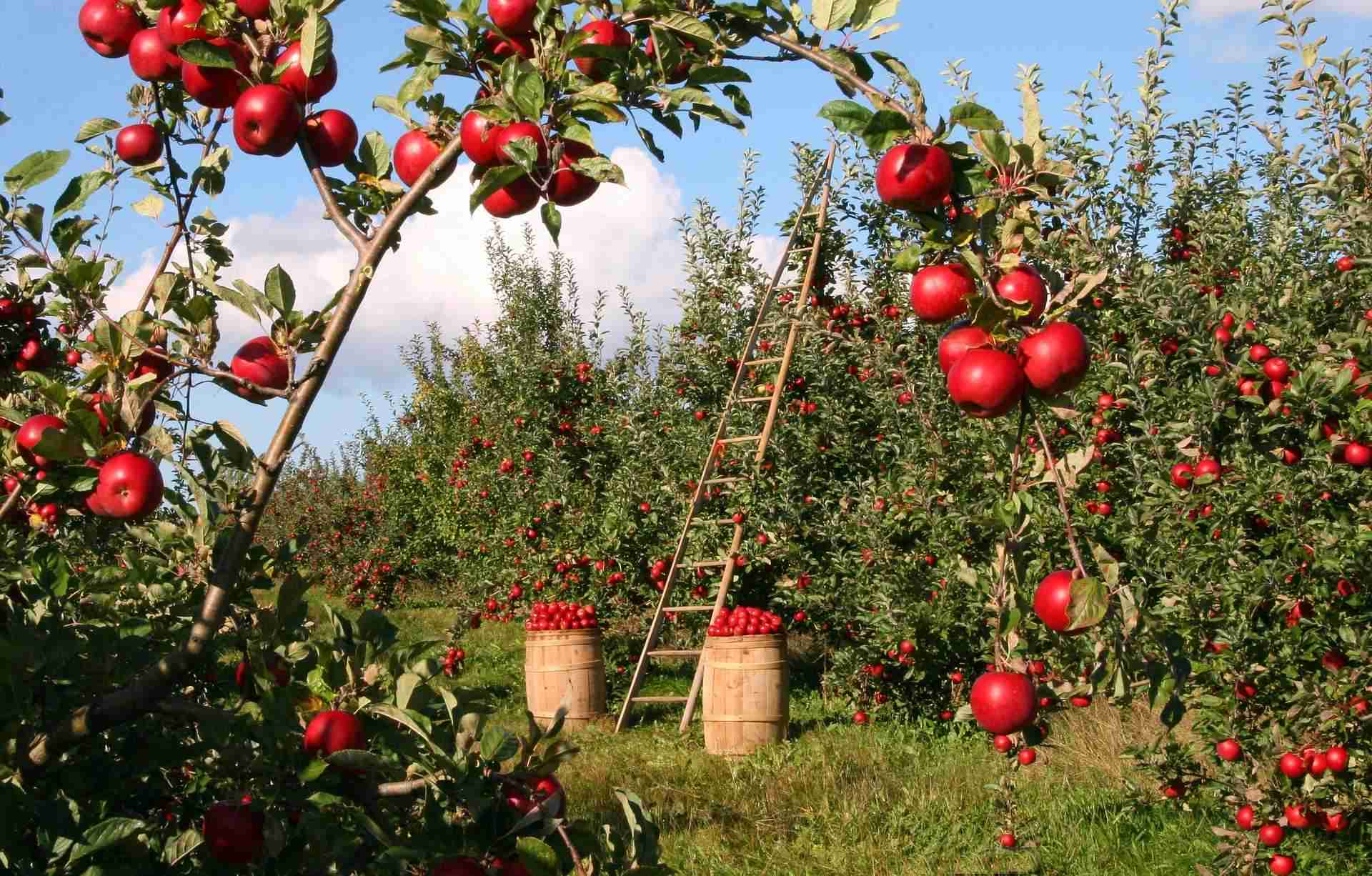 apples 1873078 1920