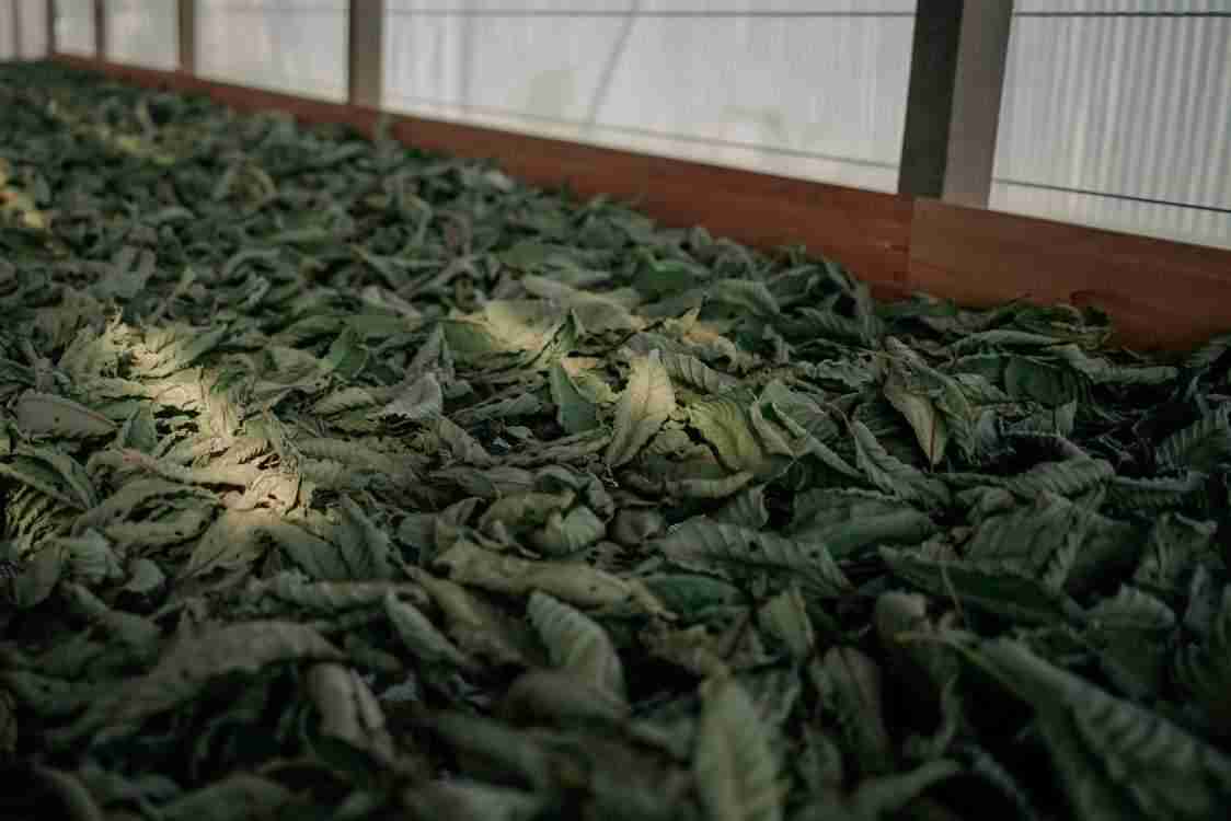 Kratom
