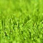 Mulčování trávy: výhody a nevýhody
