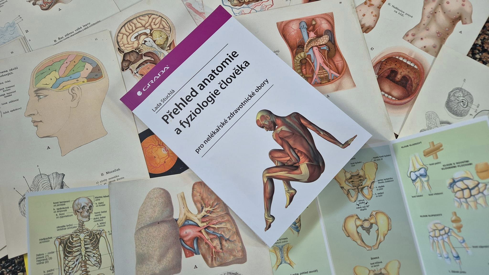 anatomie.cz