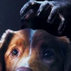 Good Boy