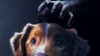 Good Boy