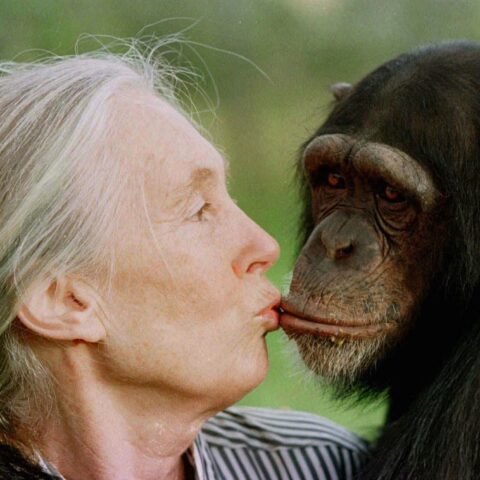 Jane Goodall - životní příběh