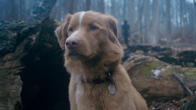 Good Boy