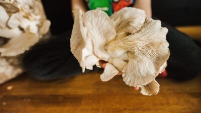 Jak moderní městský život objevuje kouzlo domácího pěstování