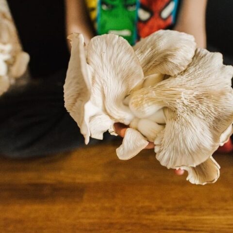 Jak moderní městský život objevuje kouzlo domácího pěstování