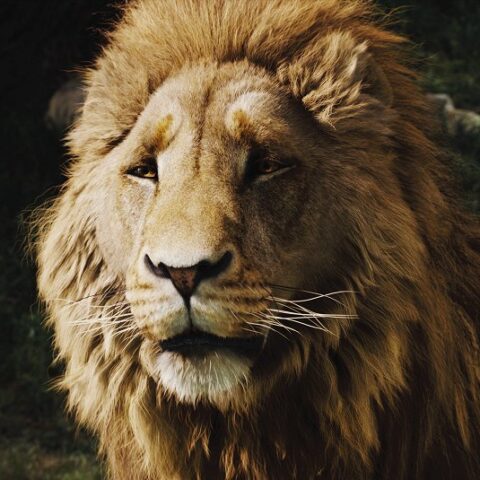 Rok 2005 v kině: magická Narnia, čarovný Harry a nezapomenutelné postavy