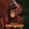 ORANGUTAN 171197815 ej23x8(1)