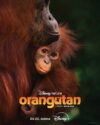 ORANGUTAN 171197815 ej23x8(1)