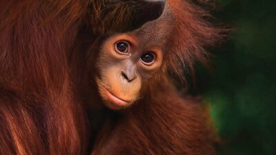 ORANGUTAN