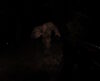 Bigfoot Hunting: Lov na legendu v temných lesích přežívá i přes technické nedostatky bf